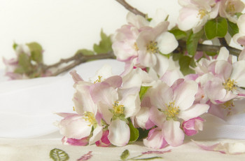 Картинка цветы цветущие+деревья+ +кустарники цветущие ветки apple blossom цветение