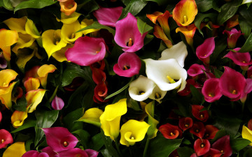 Картинка цветы каллы разноцветные