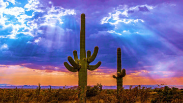 Картинка saguaro+cactus north+scottsdale arizona природа деревья saguaro cactus north scottsdale