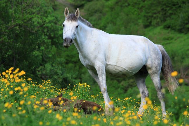 Обои картинки фото животные, лошади, лошадь, белая, жеребенок, луг