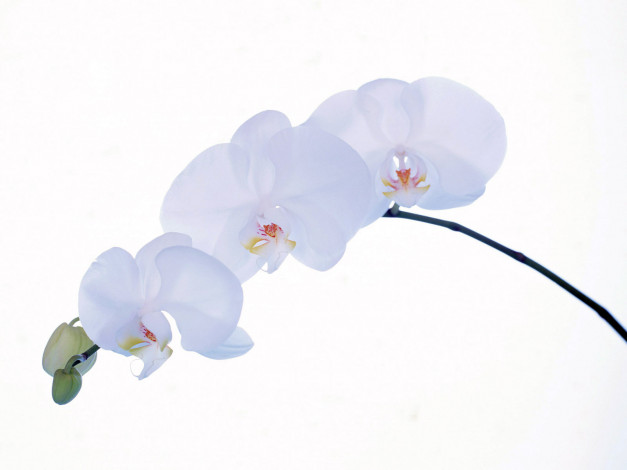Обои картинки фото homeflower, цветы, орхидеи