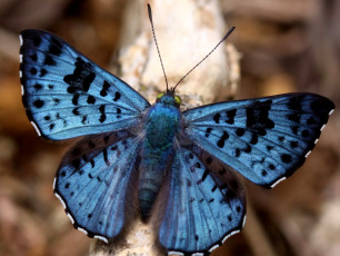 обоя животные, бабочки, синий, крылья