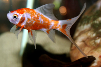 Картинка животные рыбы золотая рыбка