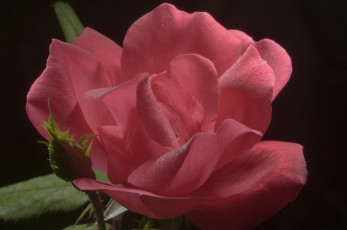 Картинка цветы розы розовая нежность