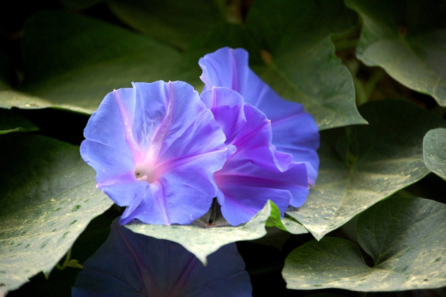Обои картинки фото цветы, вьюнки, ипомеи, фиолетовый