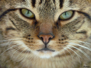 Картинка животные коты мордочка взгляд