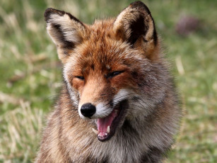 Картинка животные лисы настроение рыжая улыбка