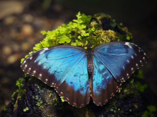 Картинка животные бабочки морфо пелеида макро