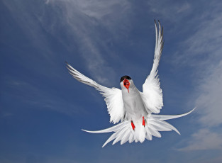 Картинка животные Чайки бакланы крачки полярная крачка птица перья