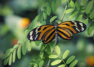 Картинка животные бабочки макро листья ветка золотой геликон