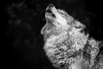 Картинка животные волки вой
