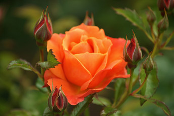 Картинка цветы розы бутоны макро