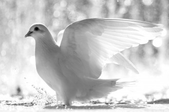 Картинка животные голуби белый свет крылья