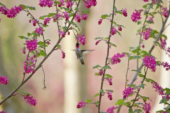 Картинка животные колибри птичка ветки цветы