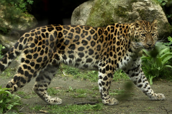 Картинка животные леопарды кошка амурский леопард