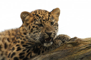 Картинка животные леопарды леопард котенок детеныш сердитый