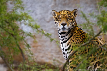 Картинка животные Ягуары морда ягуар