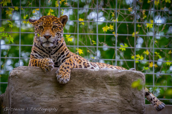 Картинка животные Ягуары ягуар отдых