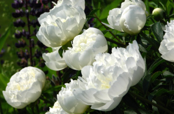 Картинка цветы пионы белый куст