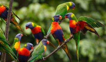 Картинка животные попугаи яркие стая