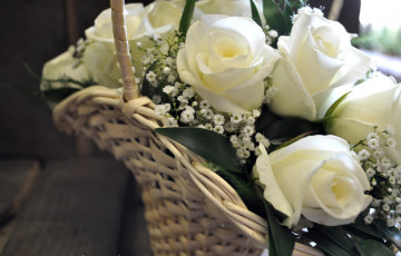 Картинка цветы розы корзина белый гипсофила