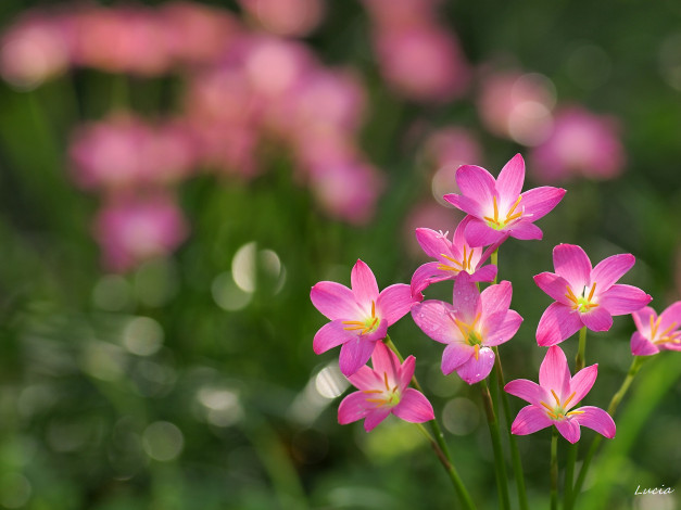 Обои картинки фото зефирантес, цветы, зефирантесы, розовый