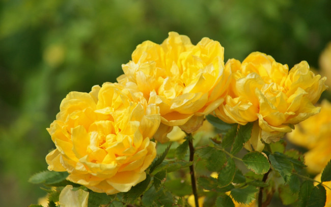 Обои картинки фото цветы, розы, жёлтые, лепестки