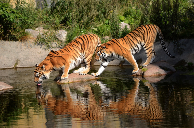 Обои картинки фото животные, тигры, водопой, амурские
