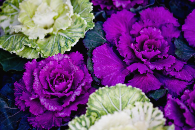 Обои картинки фото цветы, декоративная, капуста, фиолетовый, листья