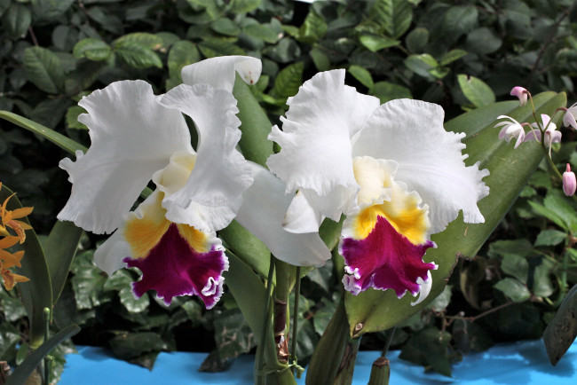Обои картинки фото цветы, орхидеи, oрхидеи