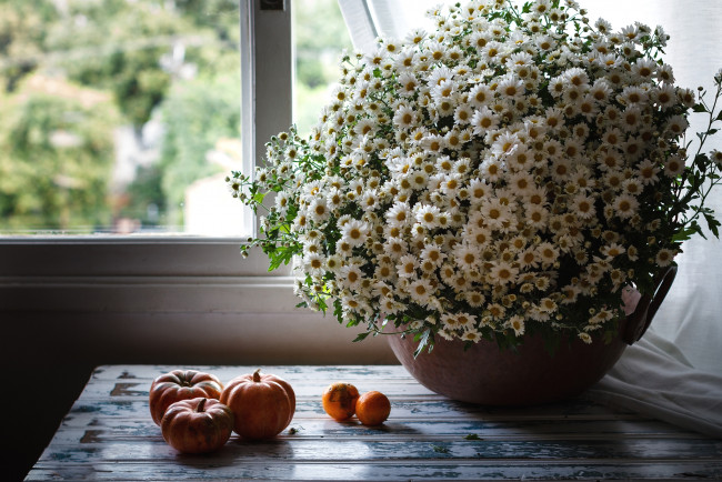 Обои картинки фото цветы, ромашки, букет, тыковки, окно