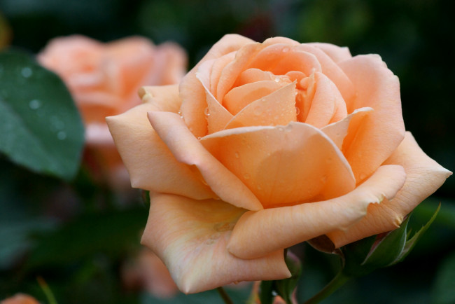 Обои картинки фото цветы, розы, кремовый, королева