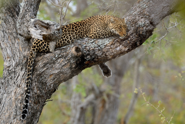 Обои картинки фото животные, леопарды, леопард, дерево, отдых
