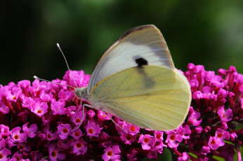 Картинка животные бабочки +мотыльки +моли травинка макро усики крылья цветы бабочка фон насекомое