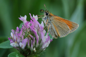 Картинка животные бабочки +мотыльки +моли усики бабочка крылья макро