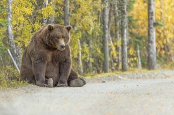 Картинка животные медведи природа фон медведь