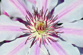 Картинка цветы клематис+ ломонос макро цветок климатис лепестки