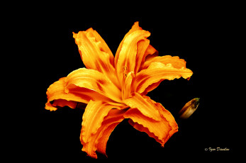 Картинка цветы лилии +лилейники лилейник оранжевый цветок чёрный фон