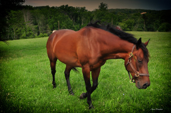 Картинка животные лошади лошадь луг