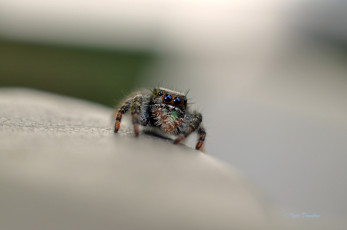 Картинка животные пауки паучок макро паук фон