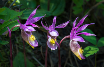 Картинка цветы орхидеи макро сиреневые