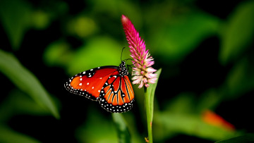 Картинка животные бабочки +мотыльки +моли бабочка крылья поле сад лепестки цветок