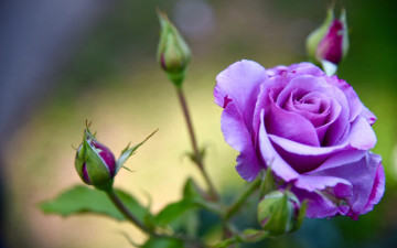 Картинка цветы розы бутоны роза лепестки лиловая