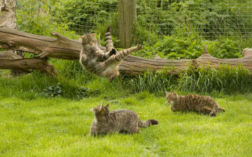 Картинка животные дикие+кошки лесная кошка дикая коты кошки ниндзя-кот каратэ прыжок бревно