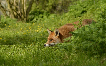 Картинка животные лисы лиса рыжая в засаде трава