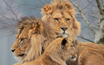 Картинка животные львы львица шведская семейка троица