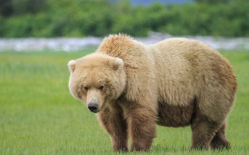 Картинка животные медведи фон природа медведь