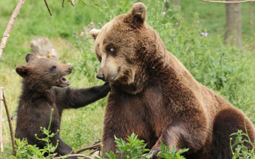 Картинка животные медведи игра малыши медвежата