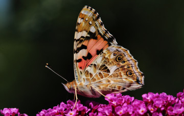 Картинка животные бабочки +мотыльки +моли цветы крылья бабочка макро