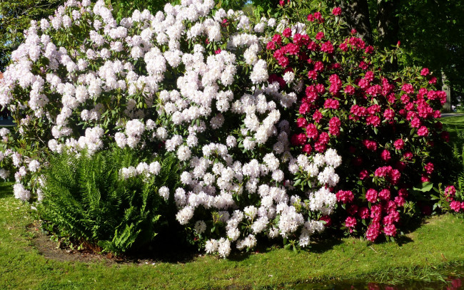 Обои картинки фото цветы, рододендроны , азалии, белый, розовый